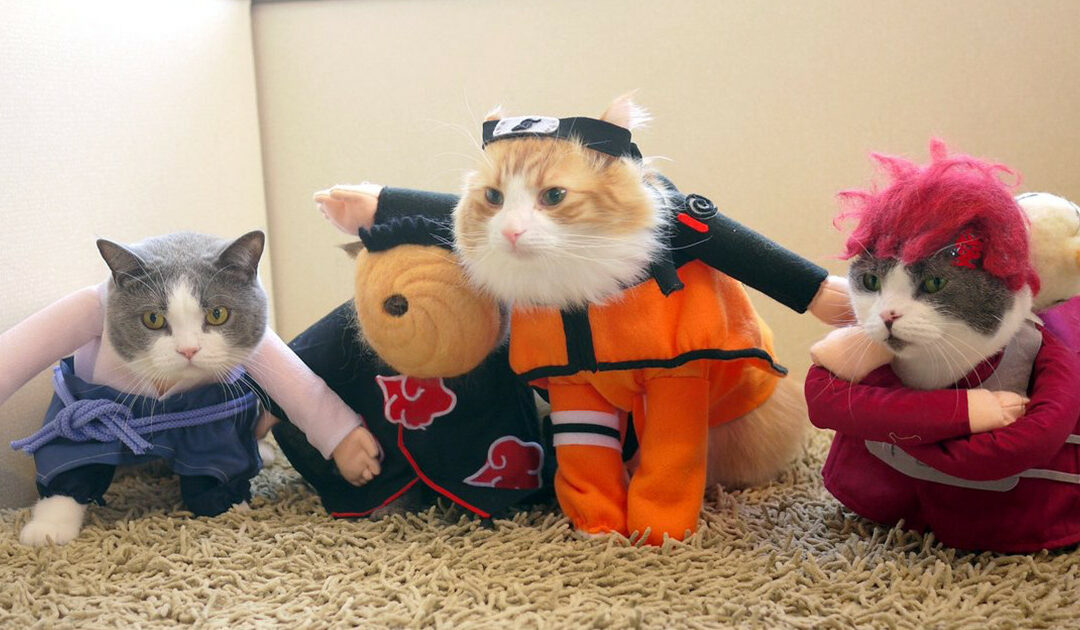 Cica Cosplay a japán Nekoya kávézóban