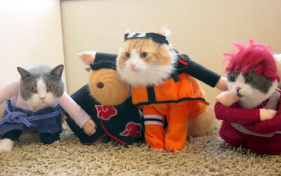 Cica Cosplay a japán Nekoya kávézóban